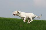 DOGUE ARGENTIN 377